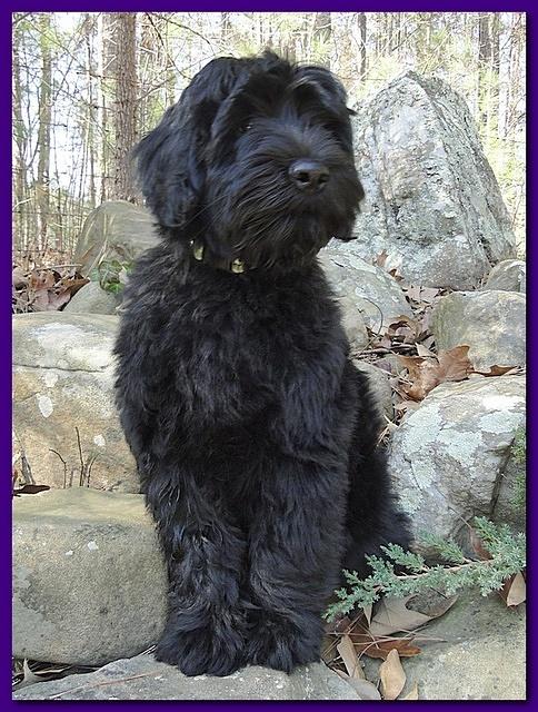 Sarah Bailey Rocco 13 weeks old 003