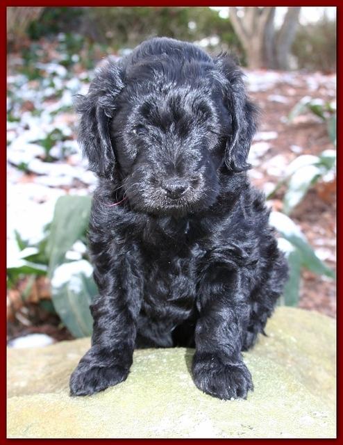 Bailey Rocco 5 weeks old red 216