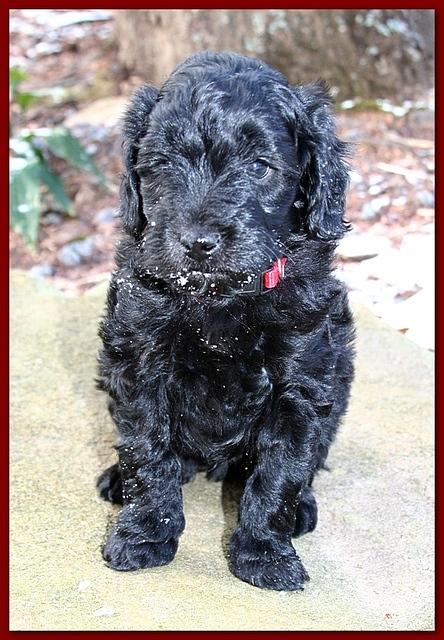 Bailey Rocco 5 weeks old red 221