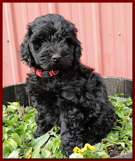 Bailey Rocco 7 weeks old 011