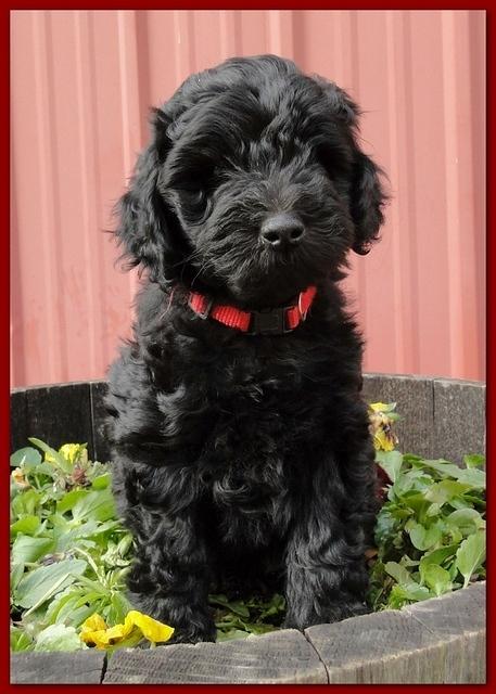 Bailey Rocco 7 weeks old 012