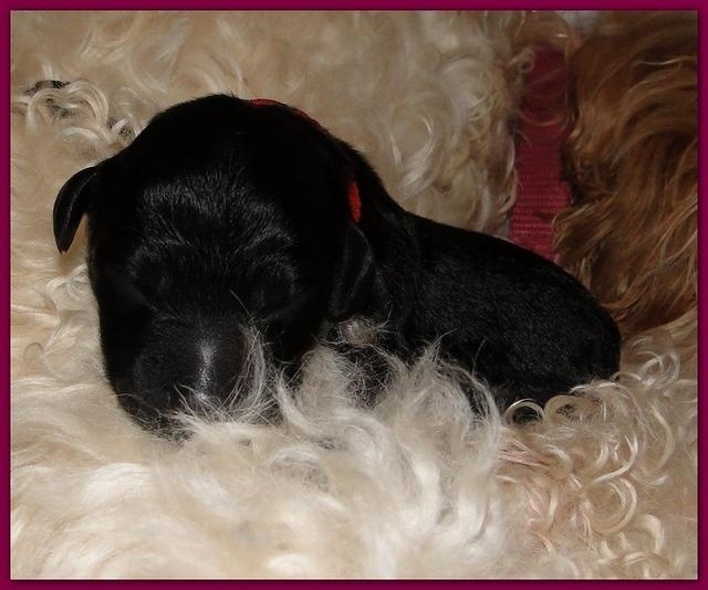 Bailey Rocco newborn puppies 11 18 10 018