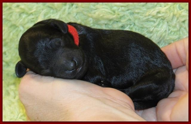 Bailey Rocco newborn puppies 11 18 10 044