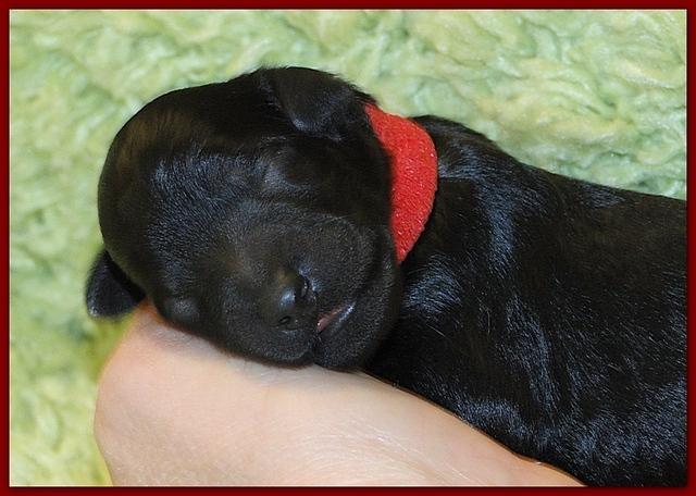 Bailey Rocco newborn puppies 11 18 10 045