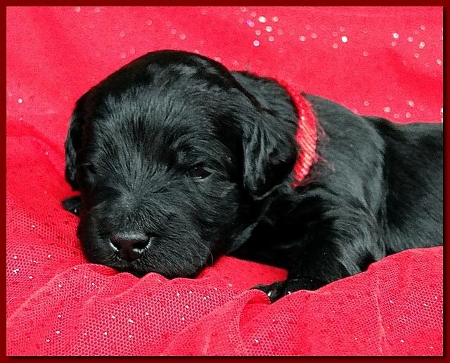 Bailey Rocco puppies 2 weeks old 046