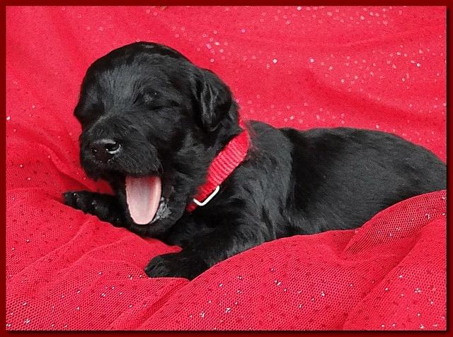 Bailey Rocco puppies 2 weeks old 048