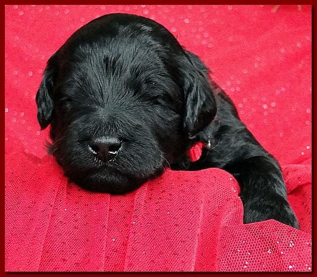 Bailey Rocco puppies 2 weeks old 049