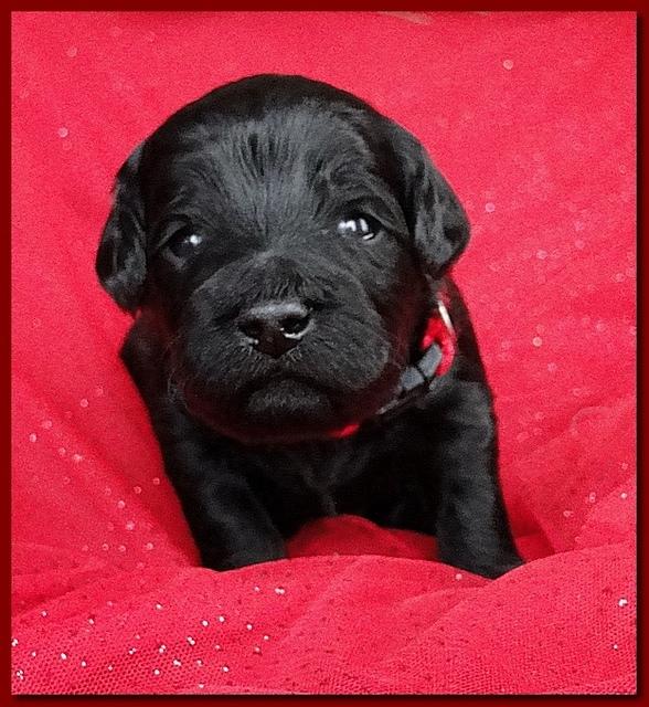 Bailey Rocco puppies 2 weeks old 051