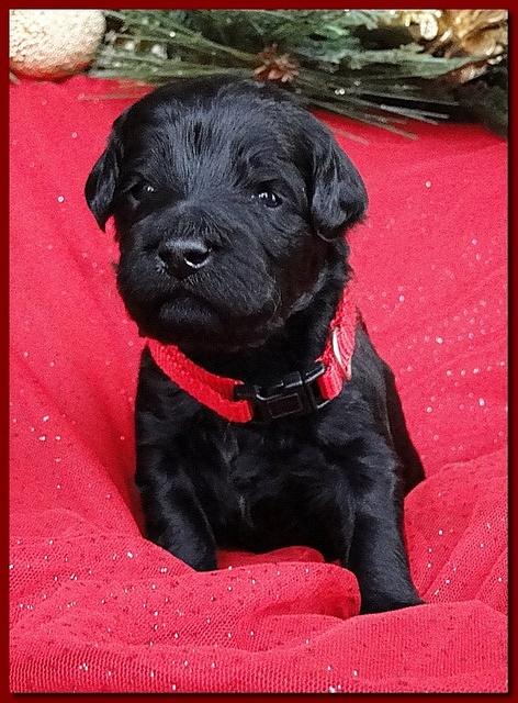 Bailey Rocco puppies 2 weeks old 052