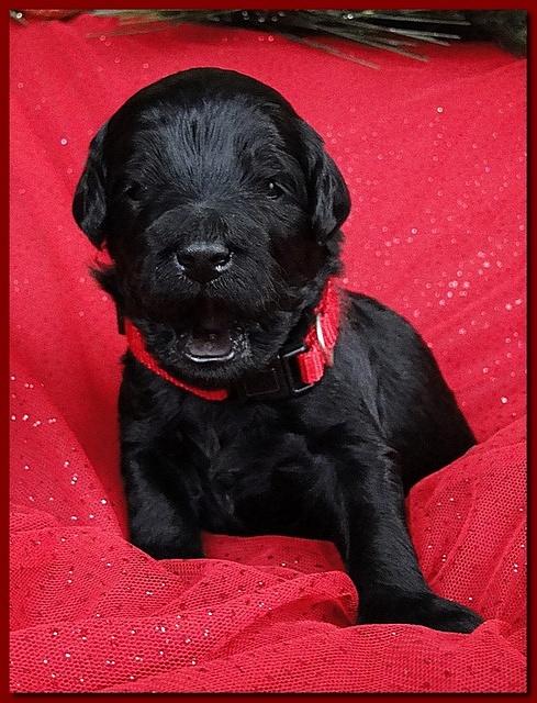 Bailey Rocco puppies 2 weeks old 054