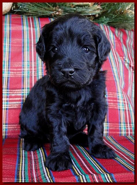 Bailey Rocco puppies 3 weeks old 053