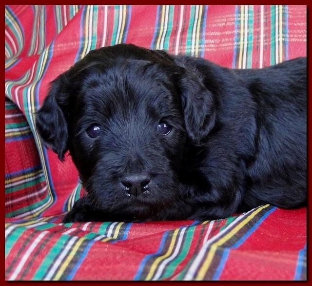 Bailey Rocco puppies 3 weeks old 055
