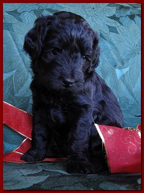 Bailey Rocco puppies 4 weeks old 028