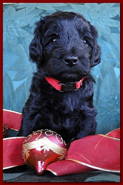 Bailey Rocco puppies 4 weeks old 030