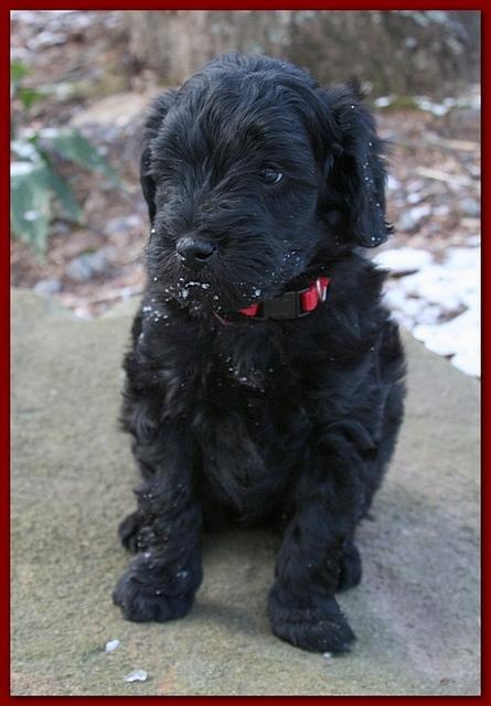 Bailey Rocco puppies 5 weeks old red 219