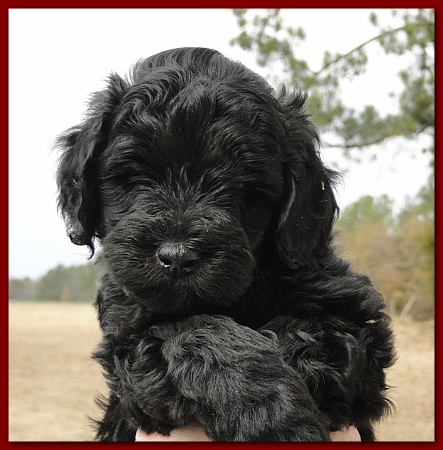 Bailey Rocco puppies 6 weeks old 007