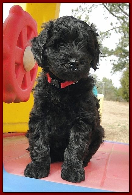 Bailey Rocco puppies 6 weeks old 009
