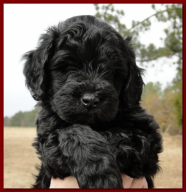 Bailey Rocco puppies 6 weeks old 041