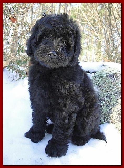 Bailey Rocco puppies 8 weeks old 005