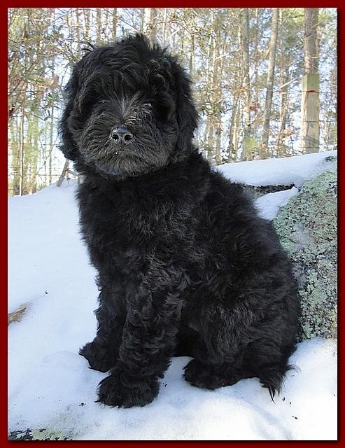 Bailey Rocco puppies 8 weeks old 006