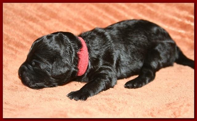 Bailey Rocco pups 11-22-10 108