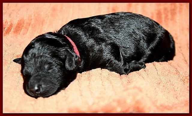 Bailey Rocco pups 11-22-10 155