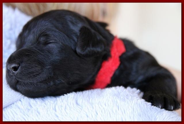 Bailey Rocco pups 11-27-10 225