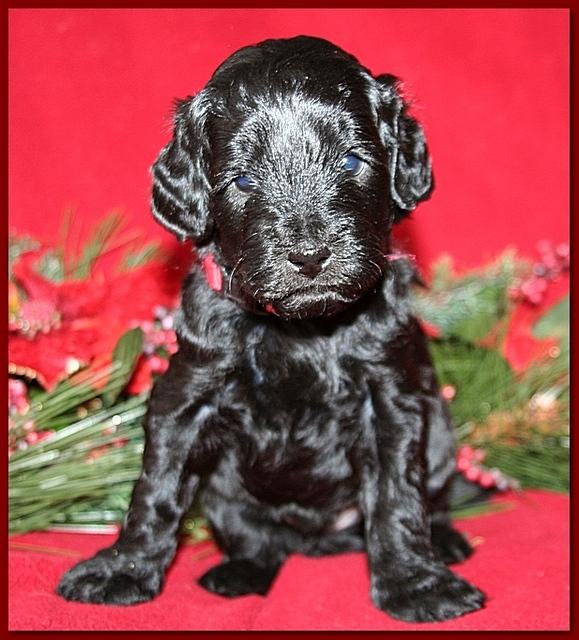 Bailey Rocco pups 4 weeks old 300