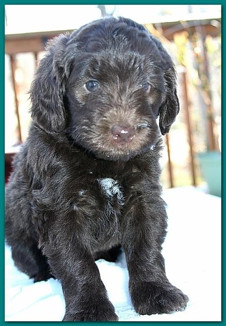 Bailey Rocco 5 weeks old teal 243