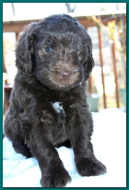Bailey Rocco 5 weeks old teal 244