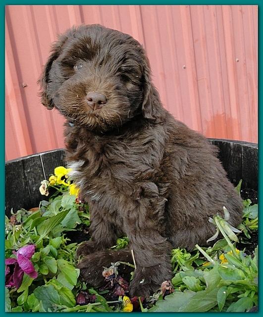 Bailey Rocco 7 weeks old 002