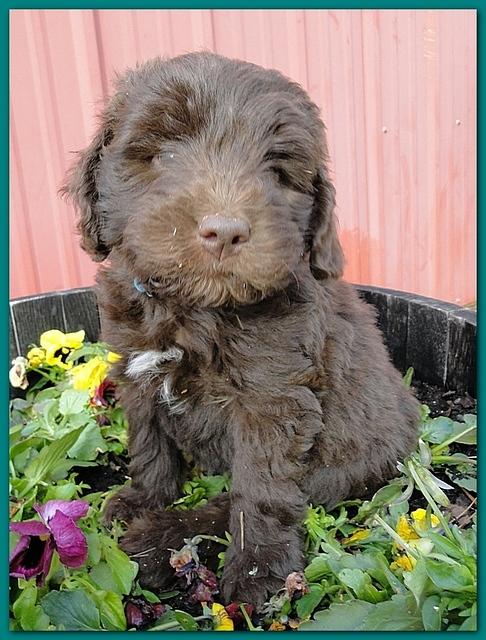 Bailey Rocco 7 weeks old 023