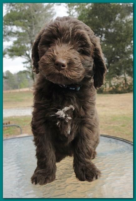 Bailey Rocco 7 weeks old 025