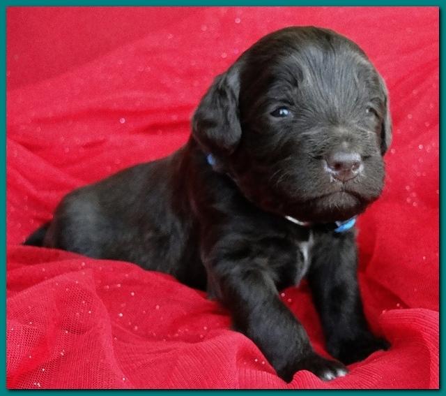 Bailey Rocco puppies 2 weeks old 003