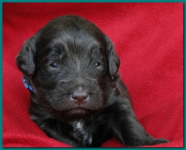 Bailey Rocco puppies 2 weeks old 006