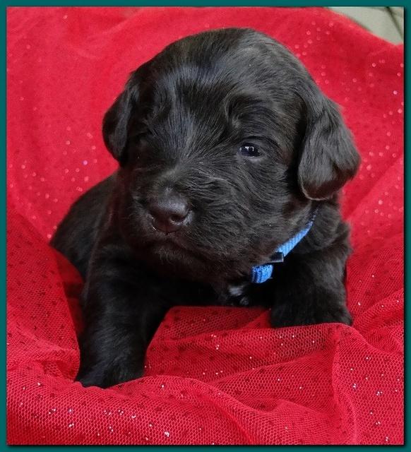 Bailey Rocco puppies 2 weeks old 008