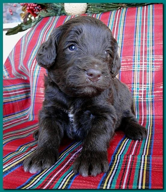 Bailey Rocco puppies 3 weeks old 026