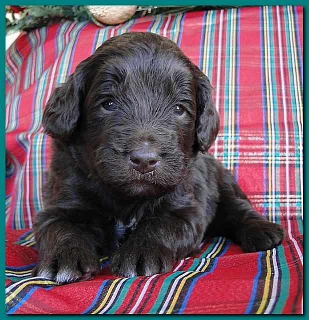 Bailey Rocco puppies 3 weeks old 030