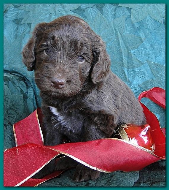 Bailey Rocco puppies 4 weeks old 035