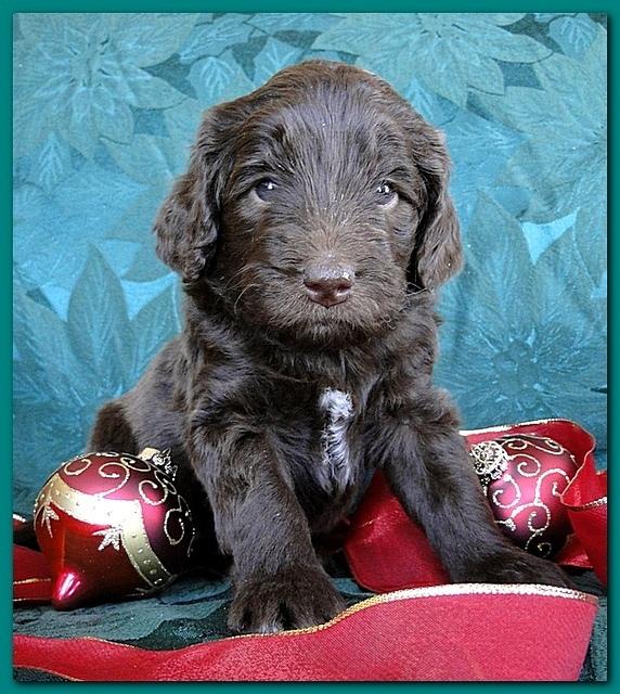Bailey Rocco puppies 4 weeks old 040