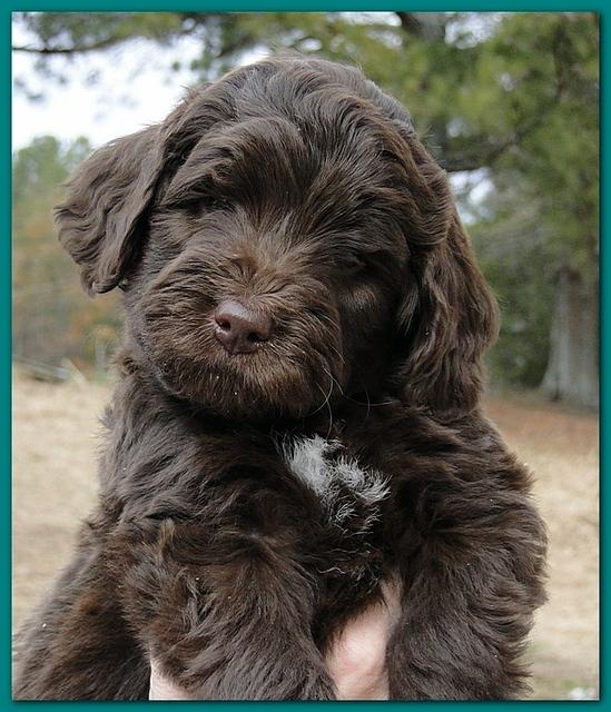 Bailey Rocco puppies 6 weeks old 012