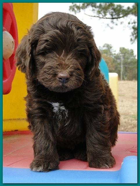 Bailey Rocco puppies 6 weeks old 021