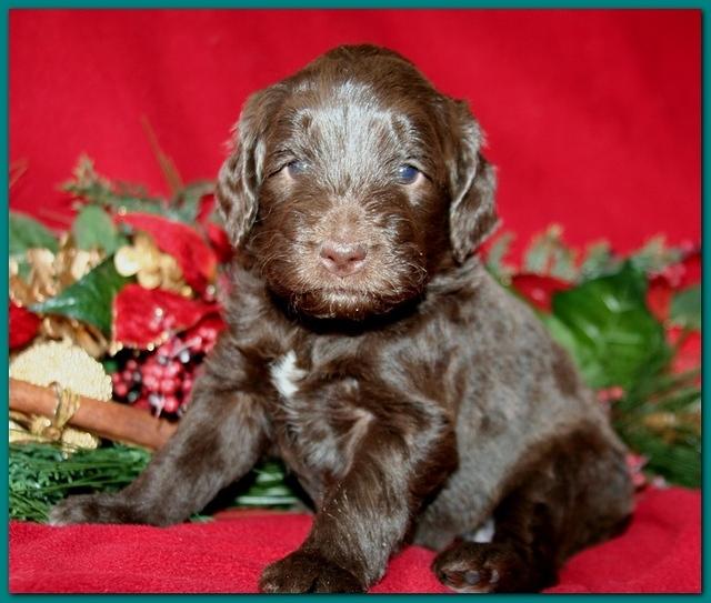 Bailey Rocco pups 4 weeks old 