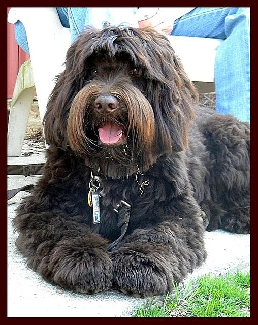 Rocco and Brutus young men 3 20 10 011