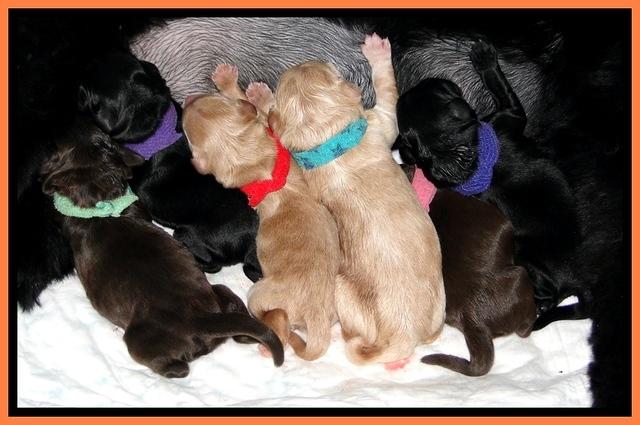 GB newborn July 2012