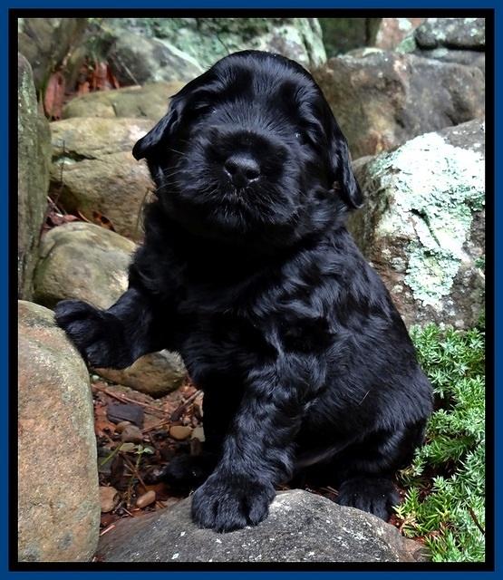 BG pups 3 wks old 34