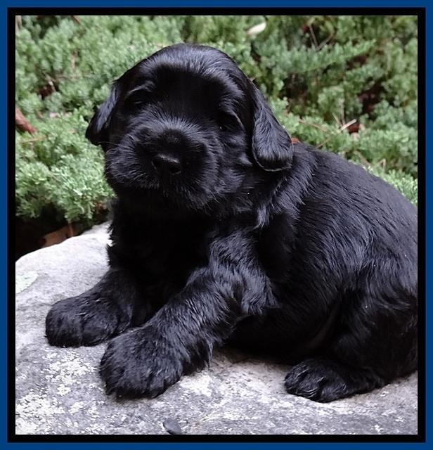 BG pups 3 wks old 6