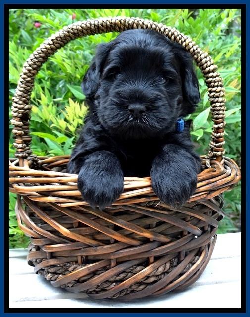 BG pups 4 wks old 1