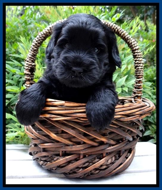 BG pups 4 wks old 2