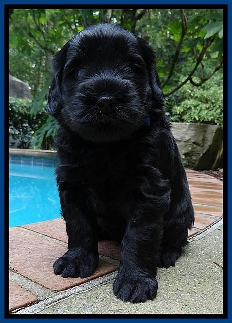 BG pups 4 wks old 3